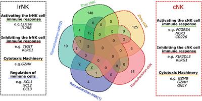 Insights Into Human Intrahepatic NK Cell Function From Single Cell RNA Sequencing Datasets